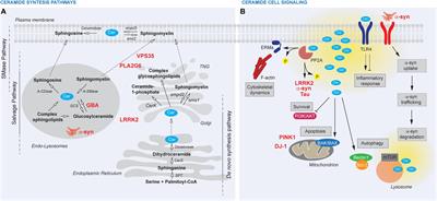 Ceramides in Parkinson’s Disease: From Recent Evidence to New Hypotheses